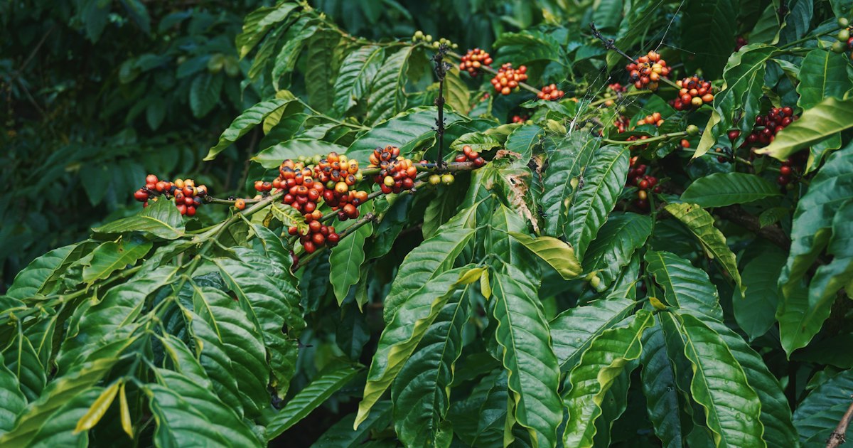 Caffeine or Paraxanthine: What's the Difference